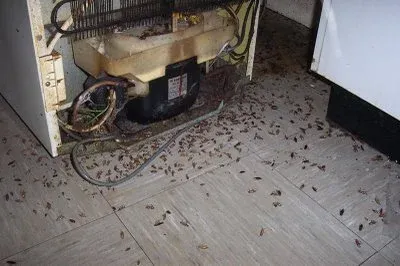How to get rid of Roaches in the Refrigerator Motor?